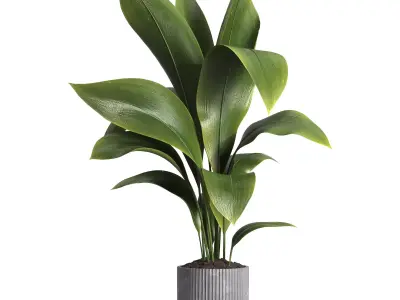 indoor plant 015 3D model