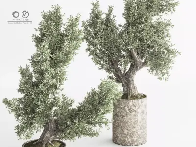 Bonsai And Indoor Plant Set 50 3D model