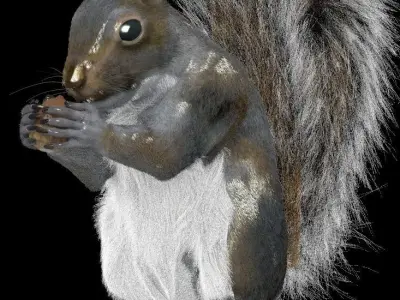 Grey Squirrel 3D model