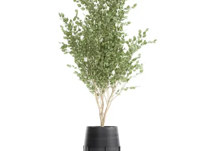 Tree in a black pot for the interior 697 3D model
