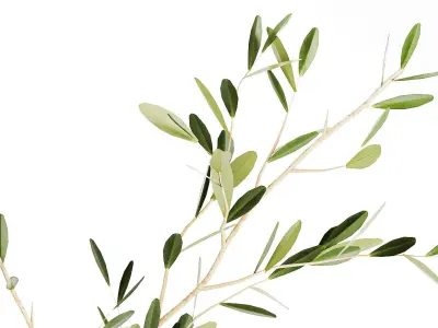 Realistic flower bouquet decoration of olive branches 3D model