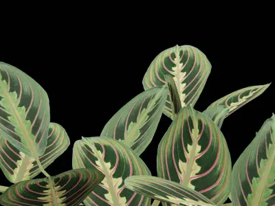 Maranta Prayer Plant Low-poly 3D model