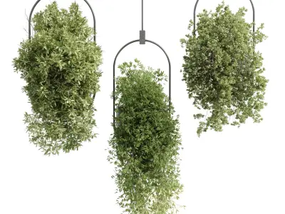 Hanging Plants set 377 - indoor Plant  Low-poly 3D model