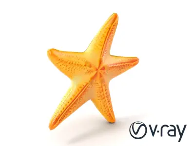 Starfish Natural Color Detailed Shape model pack Low-poly 3D model