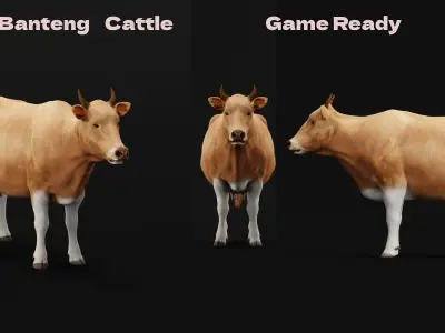 Javan Banteng Cattle 3D model