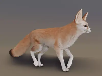 Fennec Fox Animated 3D model