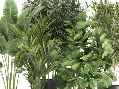 Banana palm in a rust pot for the interior 1039 3D model