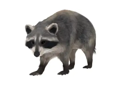 Realistic raccoon 3D model
