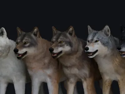Wolf Animation  3D model