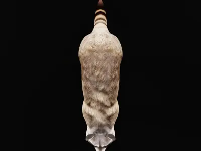 Common Raccoon Mammal Low-poly 3D model