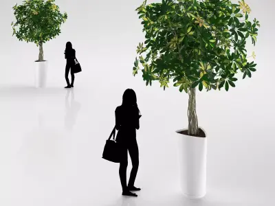 Young tree in white pot 3D model