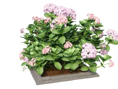 Plants Hydrangea set 13 3D model