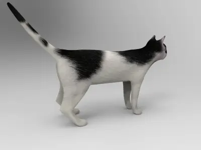 White Black Cat model 3D  Low-poly 3D model