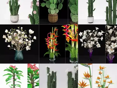 Plant collection hibiscus flower