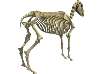 Realistic Donkey Skeleton 3D model