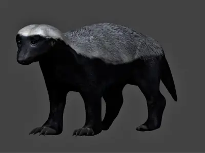 Honey Badger Low-poly 3D model