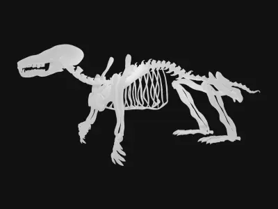Mole skeleton 3D model
