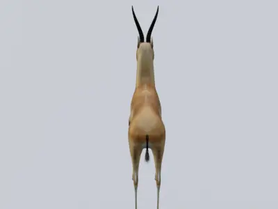 Antelope Low-poly 3D model purchase