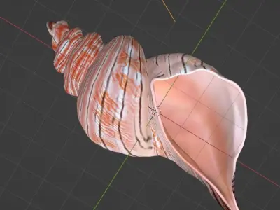 Conch Shell 3D model