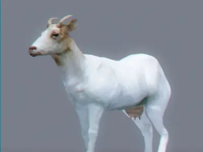 Rigged Goat 3D model