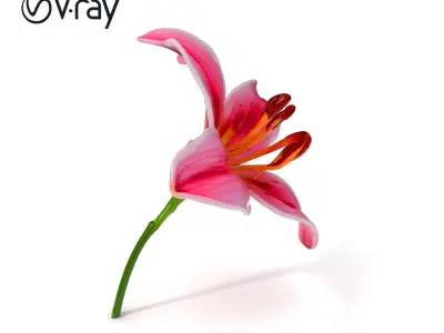 Realistic Pink Lily Flower D Model Pack Low-poly 3D model