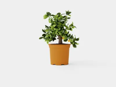Citrus Calamondin Low-poly 3D model