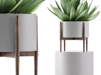 Plants Collection 73 3D model