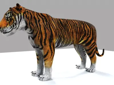 Tiger Rigging and Skinning with Blend Shapes 3D model
