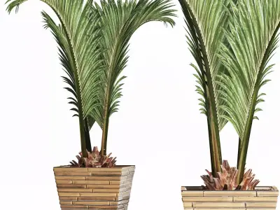 Plants Collection 180 Palm 3D model