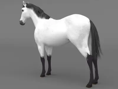 White Horse 4K 3D model