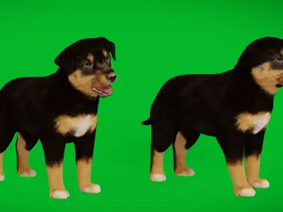 Australian Shepherd Puppy Dog Low-poly 3D model
