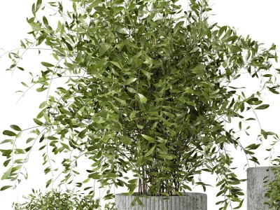 Indoor Plants in rusty Concrete Pot - Set 9 3D model