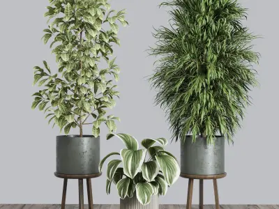 indoor plant set 376 plant ficus rubbery tree palm Low-poly 3D model