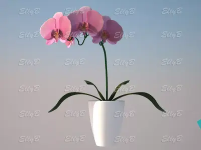 Pink Orchid 3D model