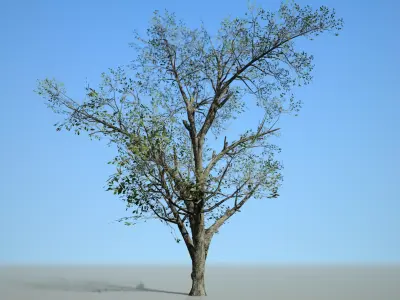 Broadleaf 001 Low-poly 3D model