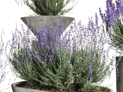 Lavender in Modern Concrete Planters  3D Plant Set 3D model