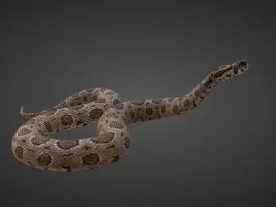 Russell Viper Rigged VFX Grace 3D model