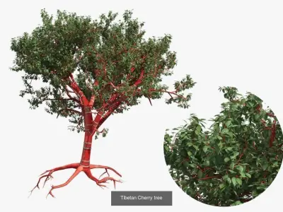 African Baobab Tree - Tibetan Cherry tree 3D Model Collection