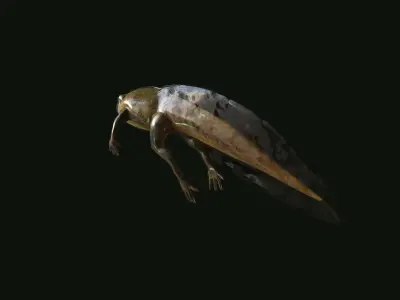 Edible Frog Tadpole Low-poly 3D model