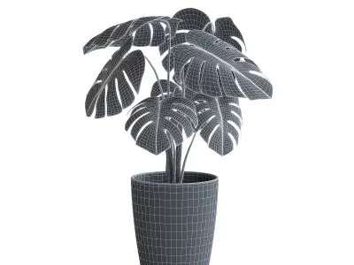Monstera Plant II 3D model