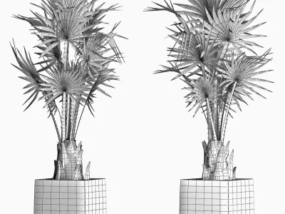 Plants Collection 193 Sabal Minor 3D model