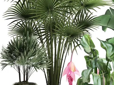 Collection Exotic plants 373 3D model