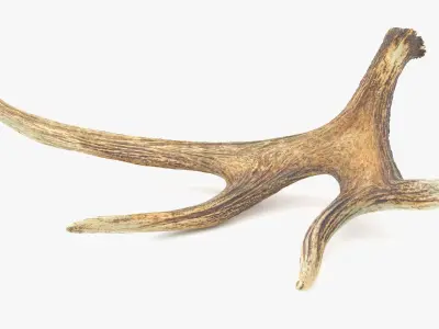 Antler deer Low-poly 3D model