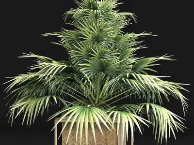 Plants Collection 167 Arabian Sabal Minor 3D model