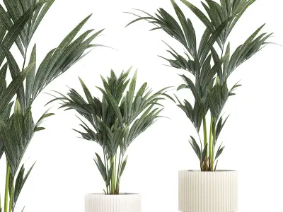 Beautiful Howea palm tree in a flower pot for decoration 1291 3D model