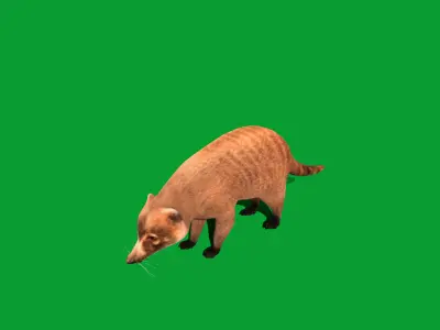 Coatis  Coatimundis Nasus Low-poly 3D model