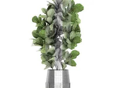 Ficus tree in a black flowerpots 667 3D model