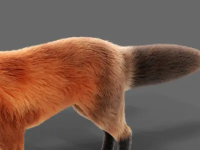Hair Fur Red Fox  Low-poly 3D model