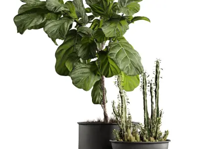 Houseplants collection