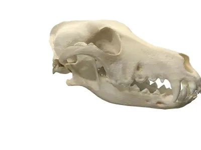 Skull - Dog Low-poly 3D model